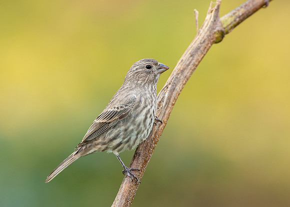 House Finch_007_JF06346