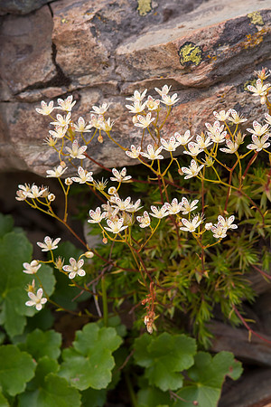 Spotted Saxifrage (Saxifaga bronchialis)