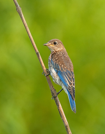 Eastern Bluebird_Juvenile_JF03352