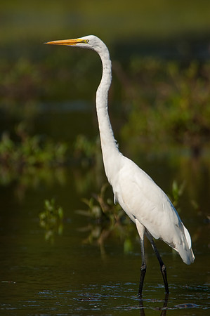 Great Egret_007_JF03890