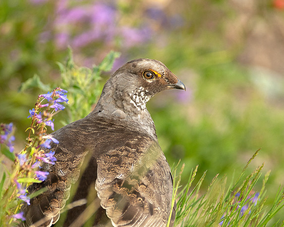 DudskyGrouse_Male_J1F0281