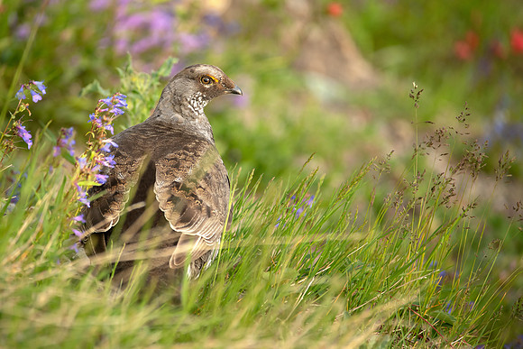 Dusky Grouse_Male_J1F0281