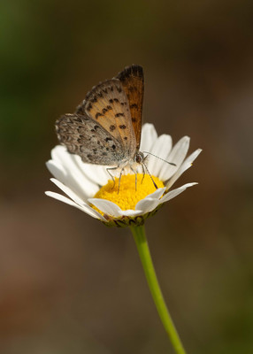 Flathead National Forest has many pollinators along its extensive runs of logging roads.