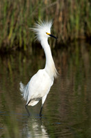 Snowy Egret_JF92440