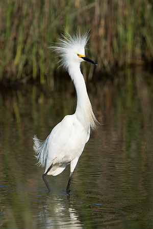 Snowy Egret_JF92440