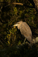 Bitterns, Herons & Ibis