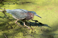 Green Heron_JF98228