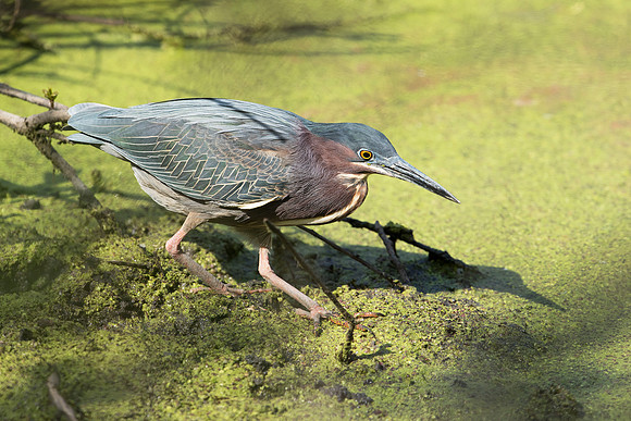 Green Heron_JF98228