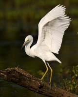 Little Blue Heron_Immature DSC03692