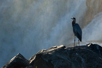 Great Blue Heron at Great Falls