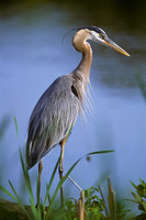 GreatBlueHeron_001