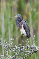 Tricolored Heron_JF09873