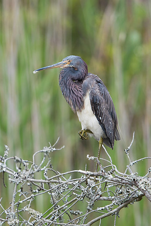 Tricolored Heron_JF09873