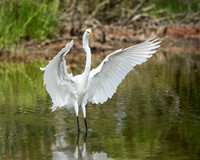 Great Egret_J1F2593