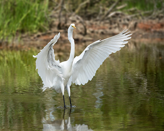 Great Egret_J1F2593