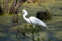 Great Egret & Catch_JFF6739