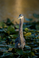 GreatBlueHeron_Juvenile_JF99157