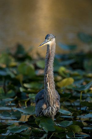 GreatBlueHeron_Juvenile_JF99157