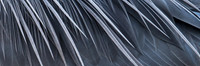 Great Blue Heron Feathers Pano_JF08014