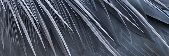Great Blue Heron Feathers Pano_JF08014