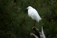 Snowy Egret_J1F3859