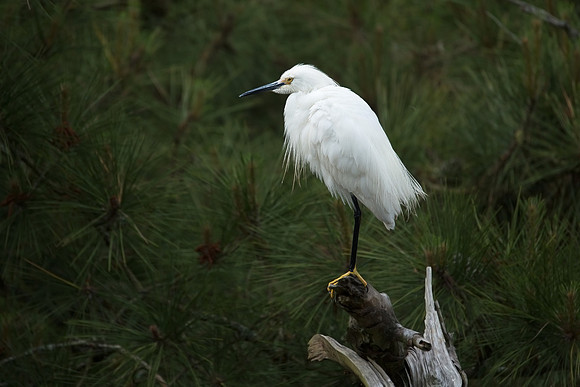 Snowy Egret_J1F3859