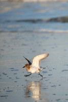 Sanderling & Squid_J1F4096