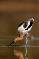 AmericanAvocet_JF06958