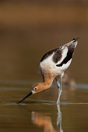 AmericanAvocet_JF06958