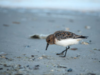 Sanderling_J1F4175