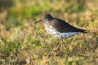 Spotted Sandpiper_JF92140