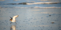 Sanderling & Squid2_J1F4096