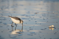 Sanderling_8x12_J1F4008