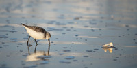 Sanderling_20x10_J1F4008