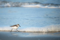 Sanderling_J1F3960
