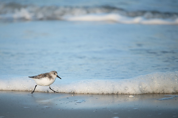 Sanderling_J1F3960