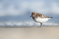 Sanderling_JF94218