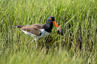 AmericanOystercatcher_JF92945