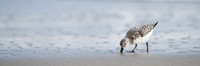 Sanderling_Pano_JF94104