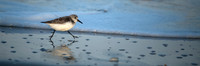 Sanderling_J1F3965