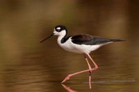 Black-necked Stilt, Female