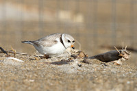 PipingPlover_JF94680