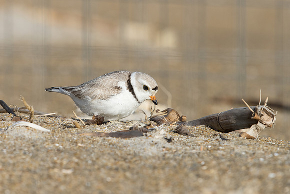 PipingPlover_JF94680