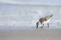 Sanderling_JF94104
