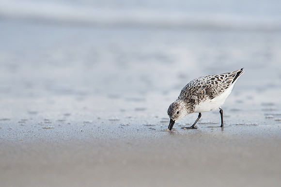 Sanderling_JF94104