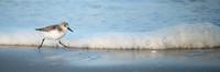 Sanderling_Pano_J1F3960