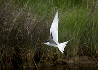 Forsters Tern_J1F2792