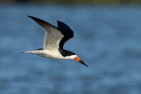 Black Skimmer_JF93553