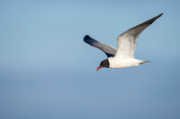 LaughingGull_JF94252