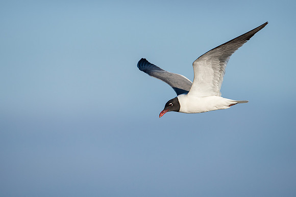 LaughingGull_JF94252
